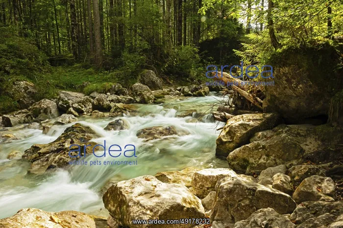: River Ramsauer Ache in the Bavarian Alps : River Ramsauer Ache in the Bavarian Alps