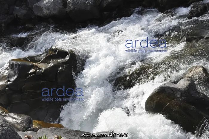 : River rapids rushing over large rocks : River rapids rushing over large rocks