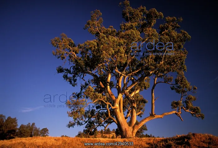 : River Red Gum : River Red Gum