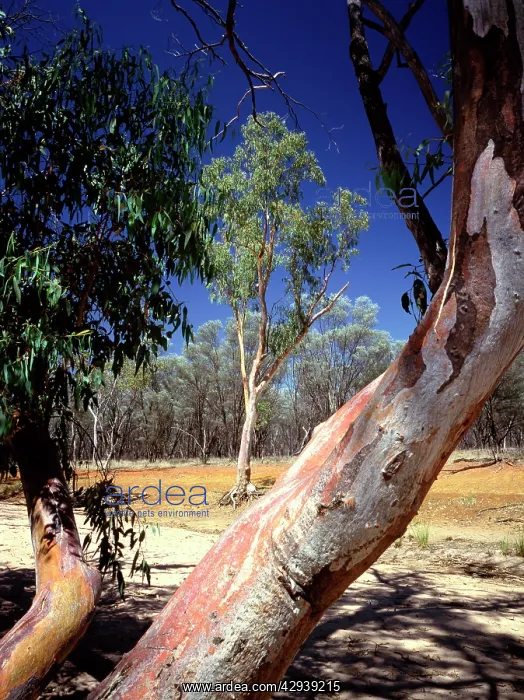 : River red gum (Eucalyptus camaldulensis). Thrushton : River red gum (Eucalyptus camaldulensis). Thrushton