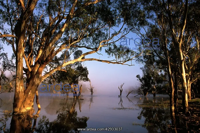 : River Red Gum - flooded : River Red Gum - flooded