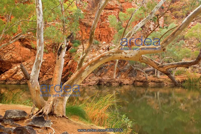 : River Red Gum - large River Red Gums and towering : River Red Gum - large River Red Gums and towering