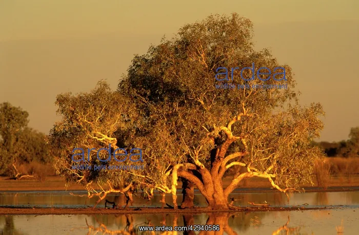: River Red Gum - sunset, recent rains have turned : River Red Gum - sunset, recent rains have turned