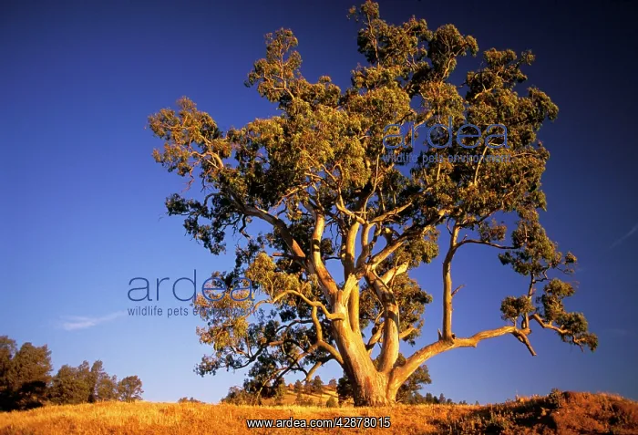 : River Red Gum tree : River Red Gum tree