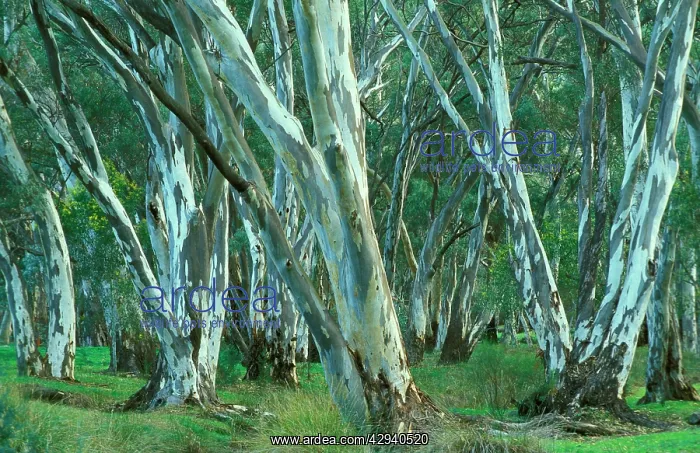 : River Red Gums : River Red Gums