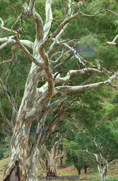 : River Red Gums : River Red Gums