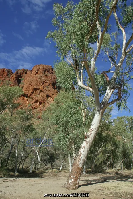: River Red Gums : River Red Gums