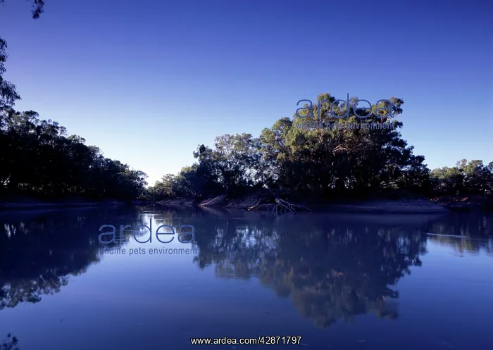 : River red gums along Darling River : River red gums along Darling River
