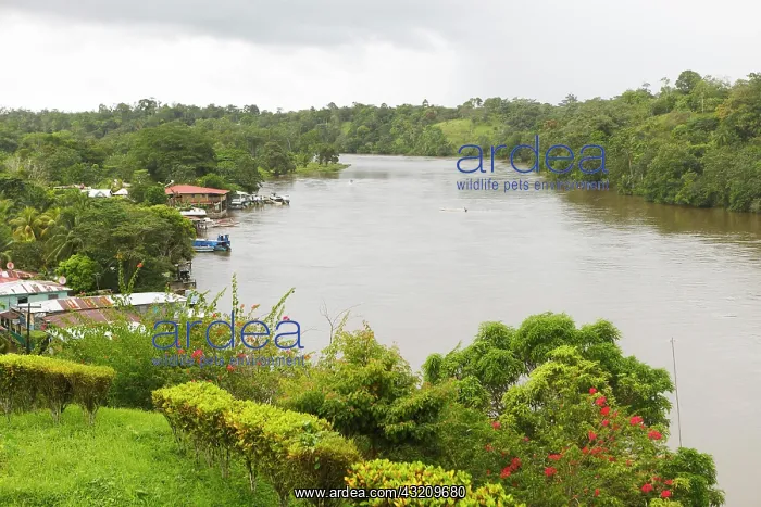 : River Rio San Juan, El Castillo, Province of Rio : River Rio San Juan, El Castillo, Province of Rio