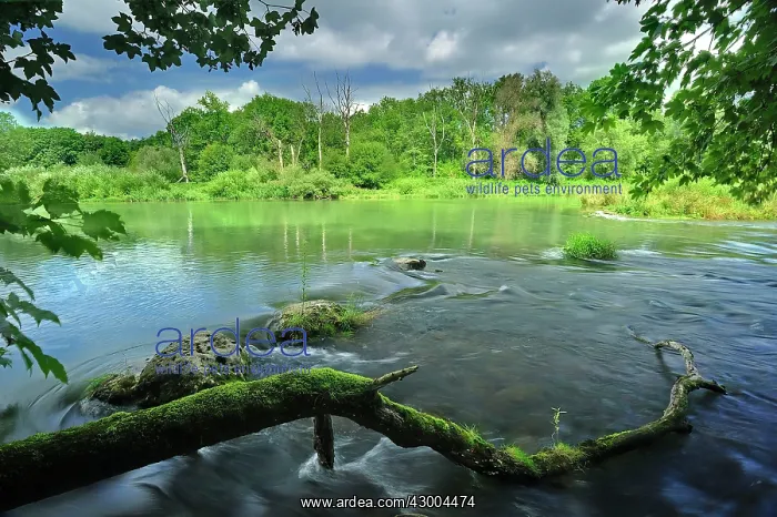 : River riverside forest alluvial forest summer : River riverside forest alluvial forest summer