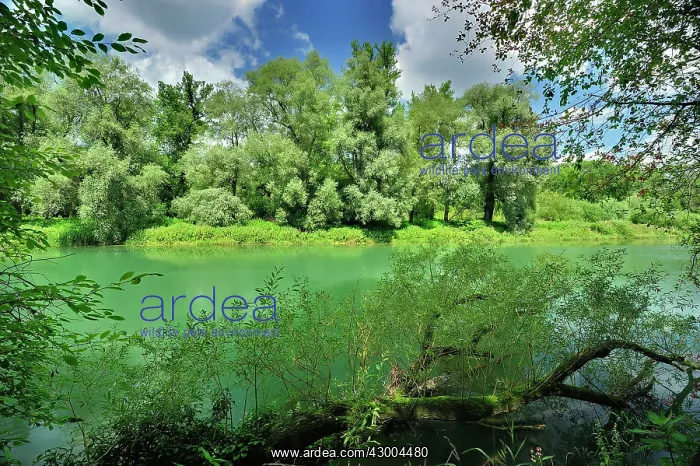 : River riverside forest alluvial forest summer : River riverside forest alluvial forest summer