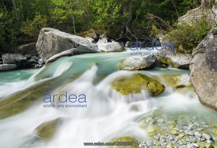 : River Sarca. Val di Genova in the Parco Naturale : River Sarca. Val di Genova in the Parco Naturale