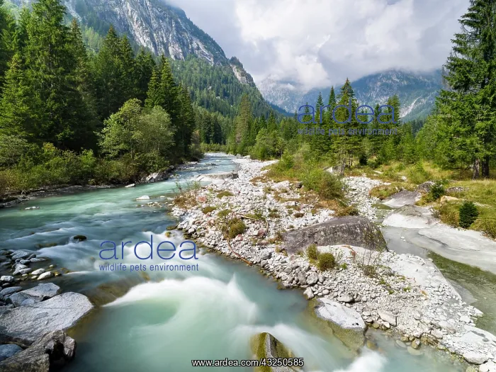 : River Sarca. Val di Genova in the Parco Naturale : River Sarca. Val di Genova in the Parco Naturale