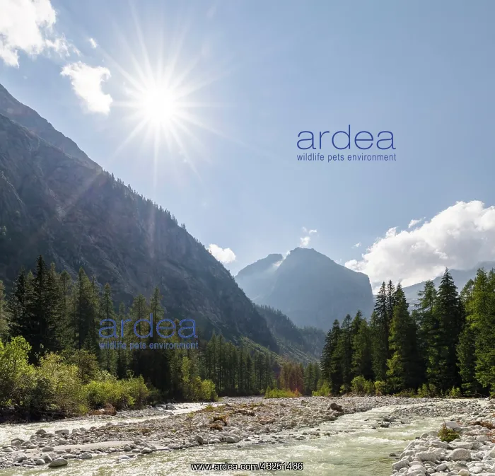 : River Sarca. Val di Genova in the Parco Naturale : River Sarca. Val di Genova in the Parco Naturale