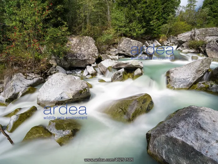 : River Sarca. Val di Genova in the Parco Naturale : River Sarca. Val di Genova in the Parco Naturale