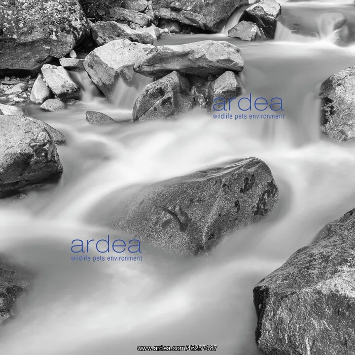 : River Sarca. Val di Genova in the Parco Naturale : River Sarca. Val di Genova in the Parco Naturale