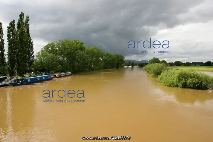 : River Severn in full flood - Upton upon Severn : River Severn in full flood - Upton upon Severn