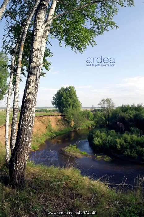 : River Sinara bend - birch trees on the high bank : River Sinara bend - birch trees on the high bank