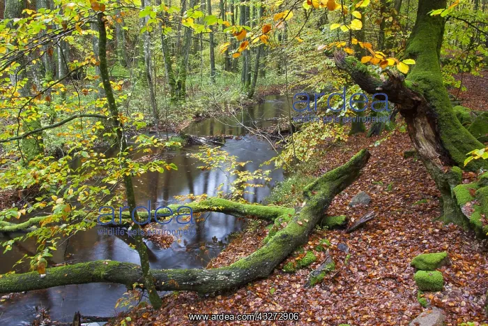 : River Skaeran in autumn - Soederasen National Park : River Skaeran in autumn - Soederasen National Park