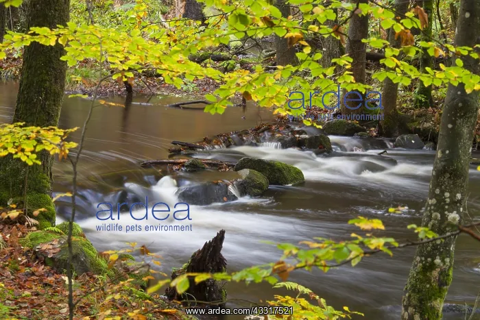 : River Skaeran in autumn - Soederasen National Park : River Skaeran in autumn - Soederasen National Park