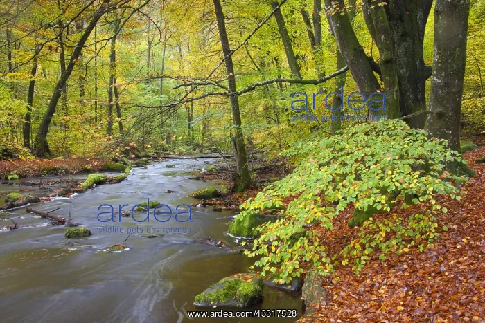  : River Skaeran in autumn - Soederasen National Park