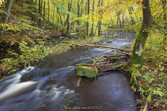 : River Skaeran in autumn - Soederasen National Park : River Skaeran in autumn - Soederasen National Park