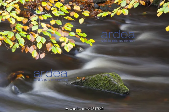 : River Skaeran in autumn - Soederasen National Park : River Skaeran in autumn - Soederasen National Park
