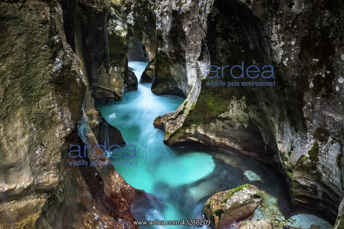 : River Soca flows through narrow canyon, Soca Valley : River Soca flows through narrow canyon, Soca Valley