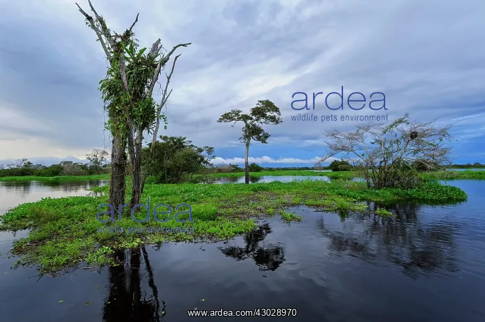 : river Solimoes, flooded forest, Amazon, Mamiraua : river Solimoes, flooded forest, Amazon, Mamiraua