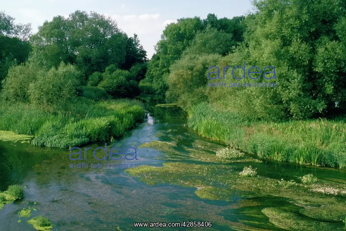 : River Stour - River Water Dropwort : River Stour - River Water Dropwort