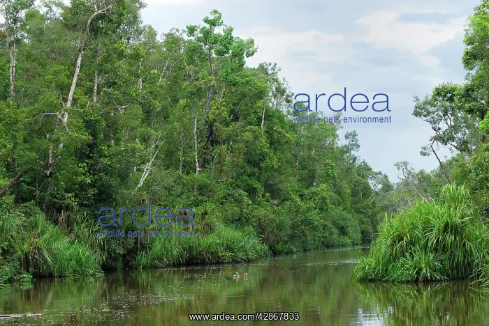 : River at Tanjung Puting national park : River at Tanjung Puting national park