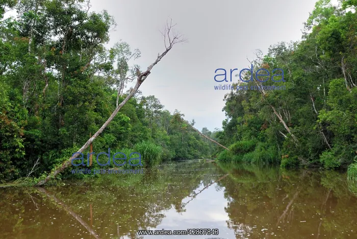 : River at Tanjung Puting national park : River at Tanjung Puting national park