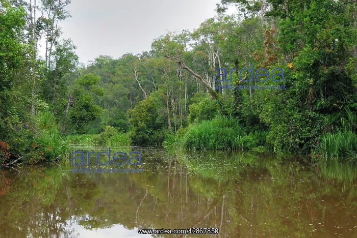 : River at Tanjung Puting national park : River at Tanjung Puting national park