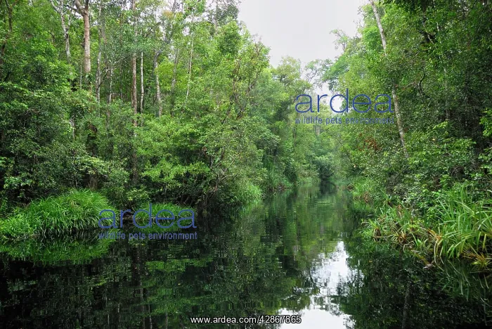 : River at Tanjung Puting national park : River at Tanjung Puting national park