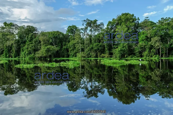 : river Tefe, Amazon, flooded forest, Amazon, Mamiraua : river Tefe, Amazon, flooded forest, Amazon, Mamiraua
