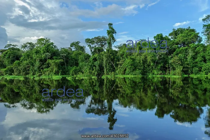 : river Tefe, Amazon, flooded forest, Amazon, Mamiraua : river Tefe, Amazon, flooded forest, Amazon, Mamiraua