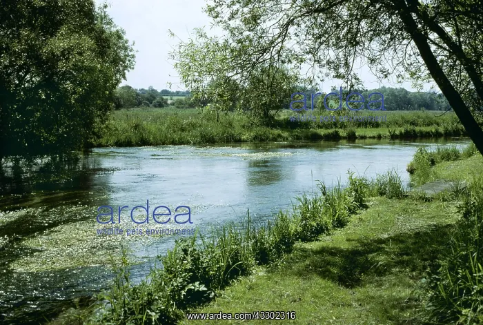 : River Test, Bansbury, Hampshire : River Test, Bansbury, Hampshire