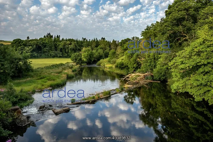 : River Torridge - Devon - UK : River Torridge - Devon - UK