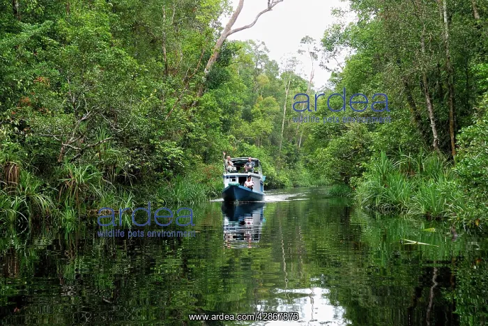 : River with tourist boat at Tanjung Puting national park : River with tourist boat at Tanjung Puting national park