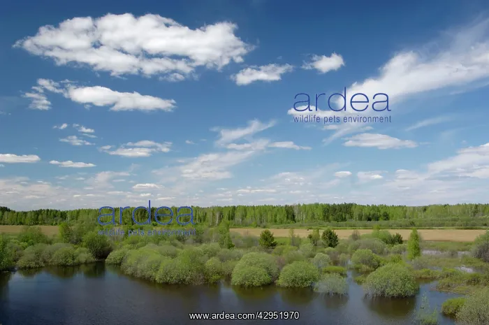 : River Tura in North Ural Mountains - a typical : River Tura in North Ural Mountains - a typical