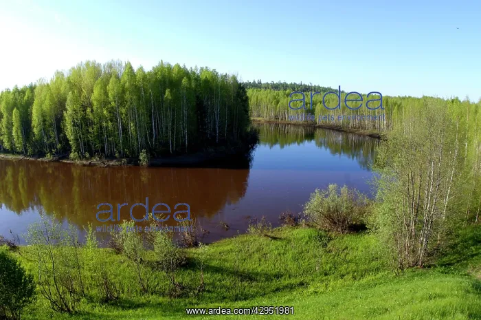 : River Tura in North Ural Mountains - a typical : River Tura in North Ural Mountains - a typical