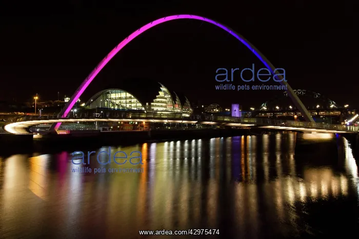 : River Tyne Millennium Bridge - at night : River Tyne Millennium Bridge - at night