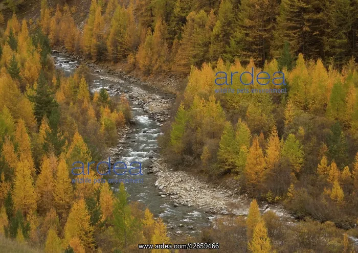 : River Ubaye, flowing fast between Common / European : River Ubaye, flowing fast between Common / European