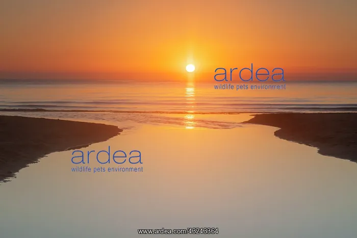 : River Verkean streams in the Baltic sea at sunrise : River Verkean streams in the Baltic sea at sunrise