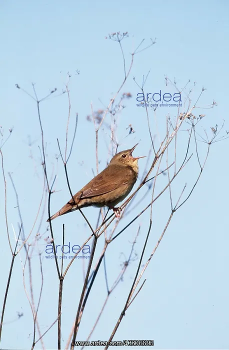 : RIVER WARBLER - sings on branch : RIVER WARBLER - sings on branch
