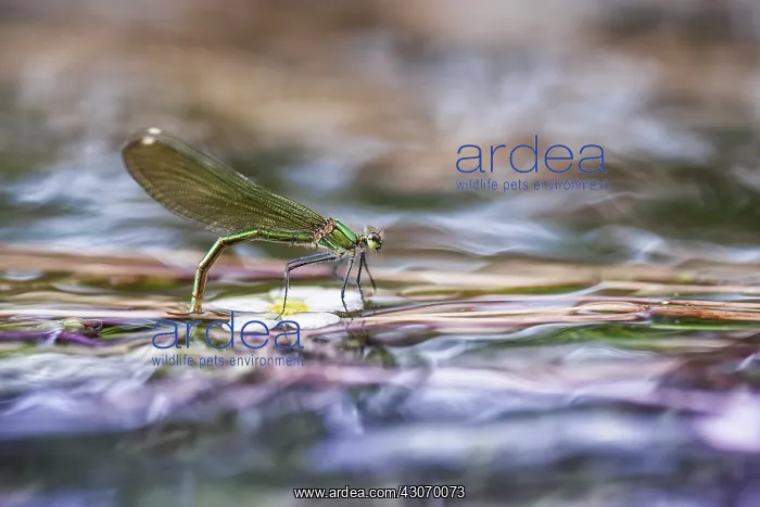 : River Water Crowfoot : River Water Crowfoot