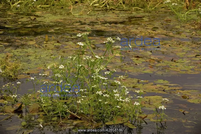 : River water-dropwort in River Piddle : River water-dropwort in River Piddle