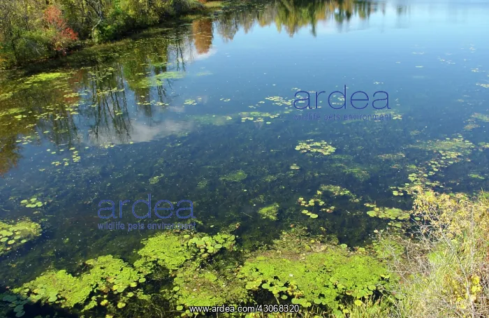  : River Water Pollution