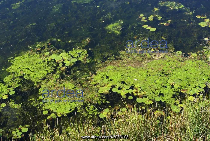 : River Water Pollution : River Water Pollution