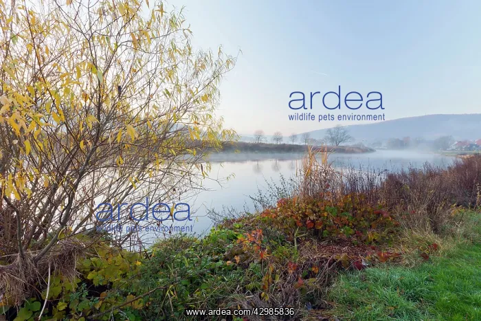 : River Weser - lowland river : River Weser - lowland river